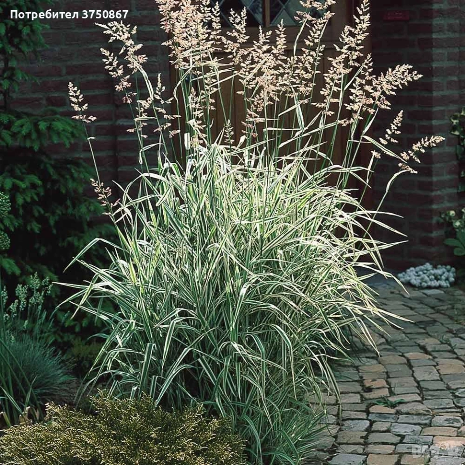 🌿🩷🍀 Декоративна трева Фаларис (Phalaris picta), снимка 1