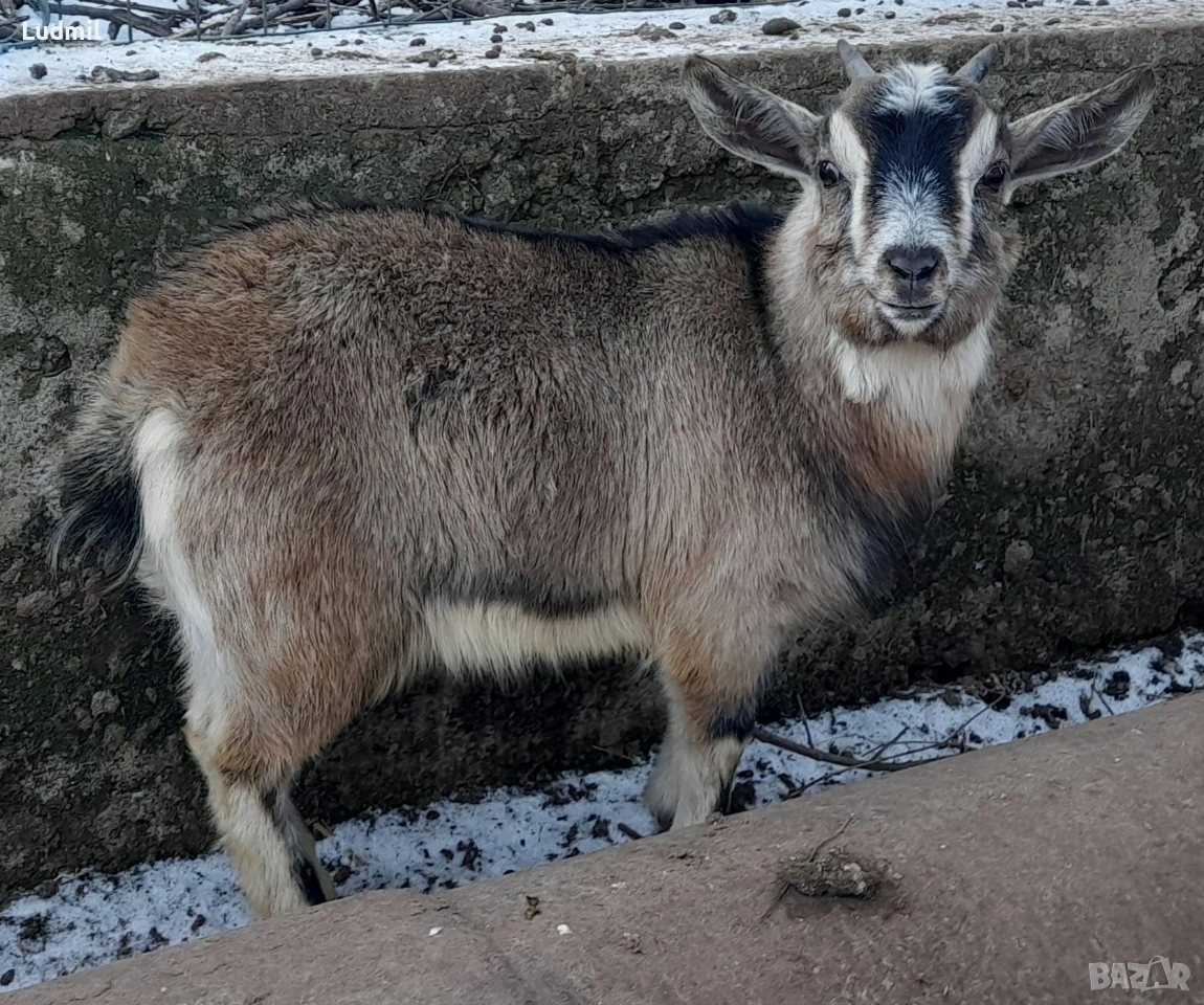 Продавам декоративни яренца, снимка 1