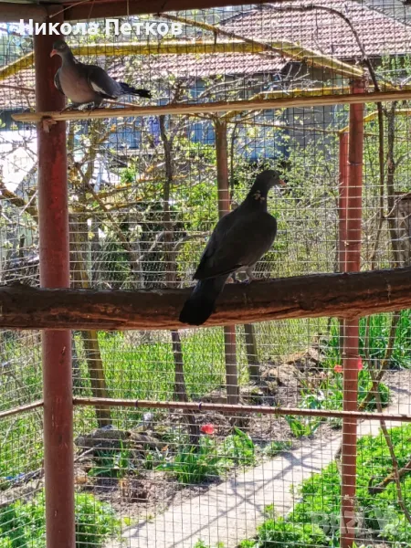 Гривяци, снимка 1