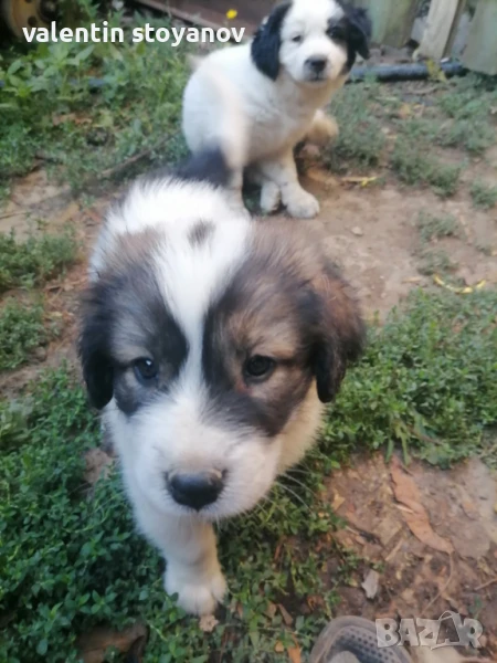 Каракачанка, снимка 1