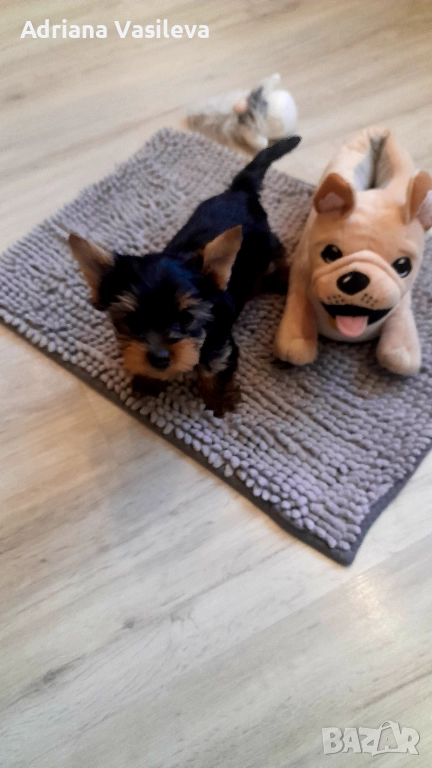 Йоркширски териер , снимка 1