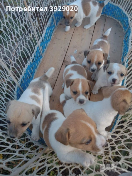 Джак Ръсел териер, снимка 1