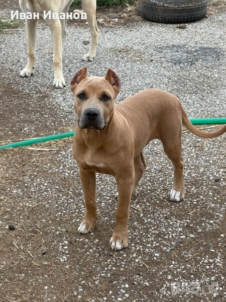 Американско були стандарт, снимка 1