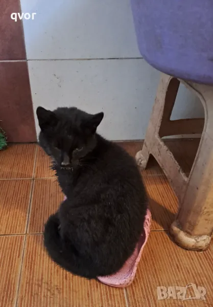 Подарявам мъжко коте, снимка 1