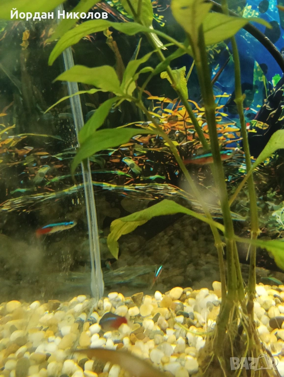 Рибки неони 5 броя , снимка 1