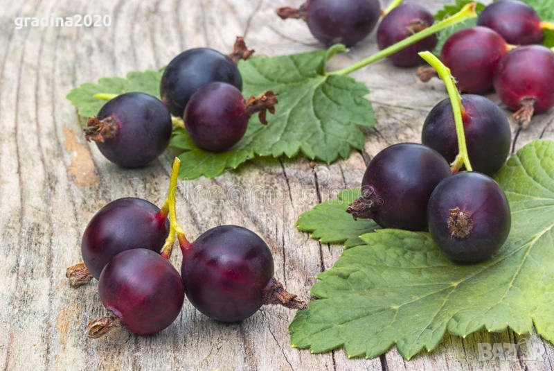 Йоща - Хибрид между касис  и цариградското грозде, снимка 1