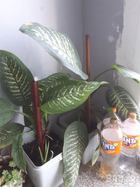 ПРОДАВАМ НЯКОЛКО ЦВЕТЯ, снимка 1