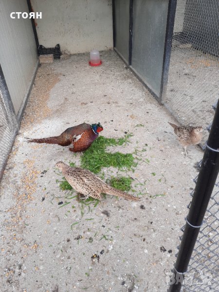 Продавам трио фазани , снимка 1