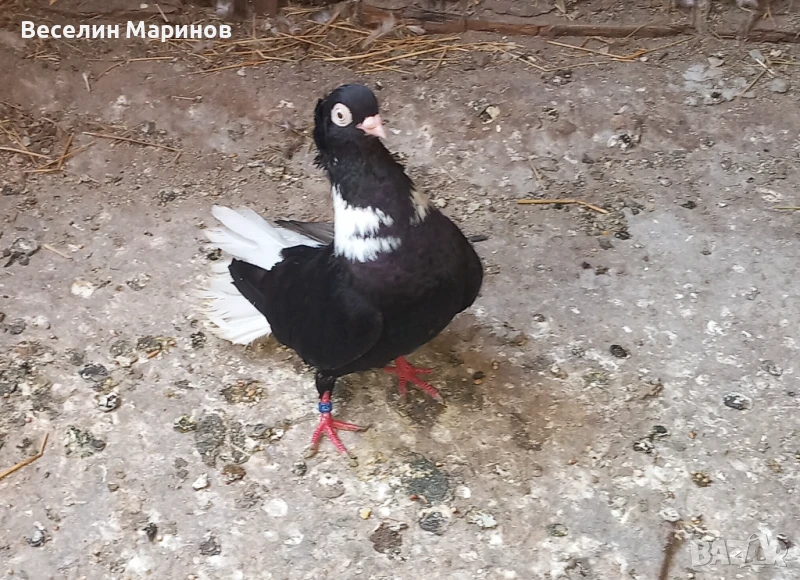 продавам  шуменски  гьлаби  и  американски храна4и, снимка 1