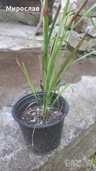 Продавам растения декоративна трева Императа (red baron), снимка 1