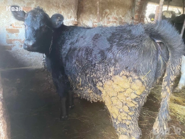 Женски Абърдин на седем месеца свободно може и замянка за мъжко теле, снимка 4 - Крави - 52409866