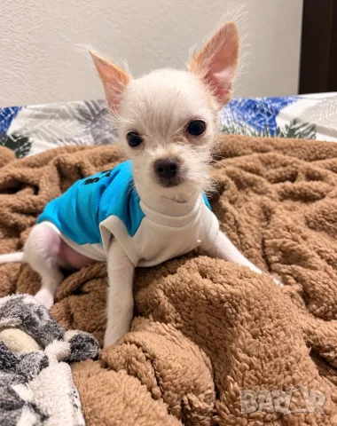 🐶❤️ ПОДАРЯВАМ ДВЕ МЪЖКИ ЧИХУАХУА  