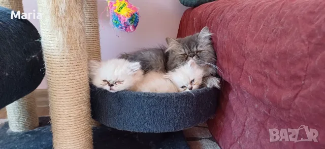 персийски котета, снимка 4 - Персийска - 56477836