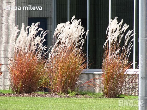 Мискантус Пурпурасценс, студоустойчива трева, снимка 4 - Градински цветя и растения - 38141351