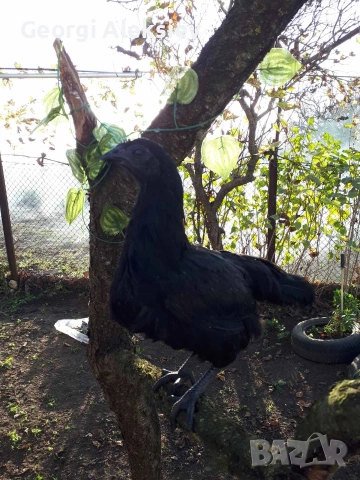 Разплодни яйца от Аям кемани, снимка 2 - Кокошки и пуйки - 53262175