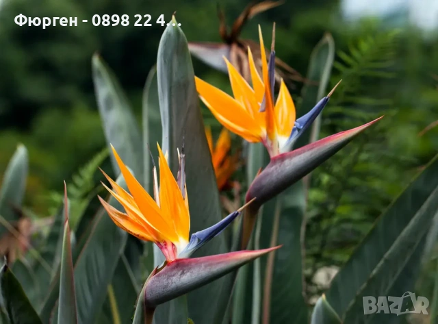 Стрелиция Налични 2 вида, снимка 3 - Разсади - 47241883