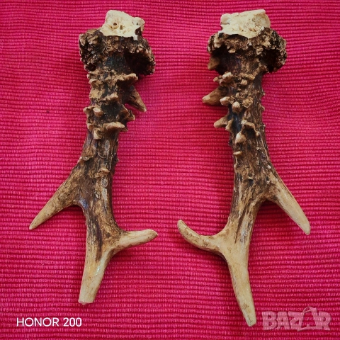 Рога от млад благороден елен. , снимка 3 - Антикварни и старинни предмети - 54044791