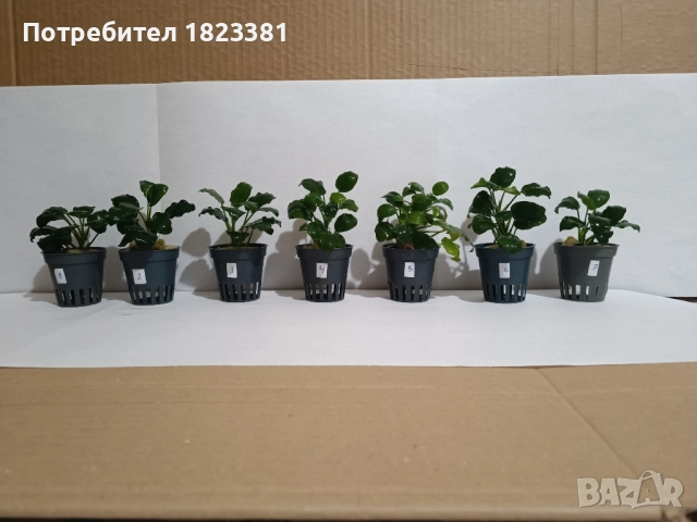 Растения за аквариум,анубиас Бартери