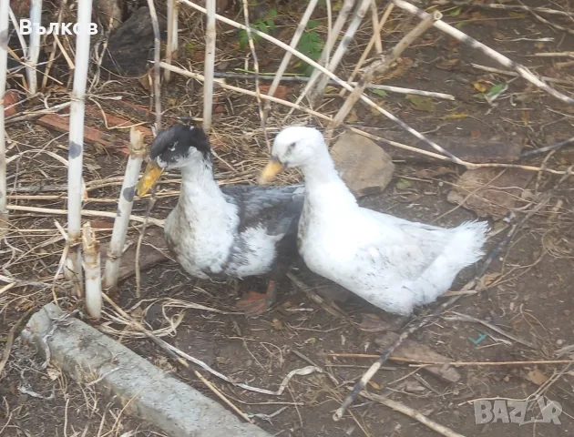домашни (грачещи) патици