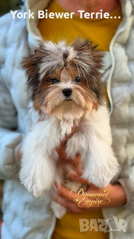 Йоркширски Териер!страхотни бебета с родословие за деца и възрастни! Доставка!