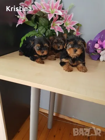 Йоркширски териер йорки, снимка 5 - Йоркширски териер - 47483621