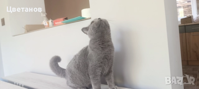 Британска късокосместа, снимка 5 - Други животни - 51527174