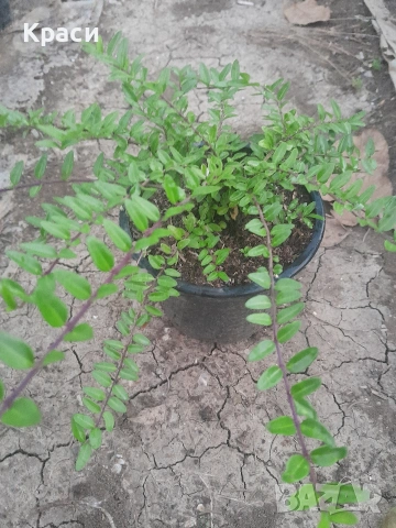 Зелена лонисцера., снимка 2 - Градински цветя и растения - 54228564