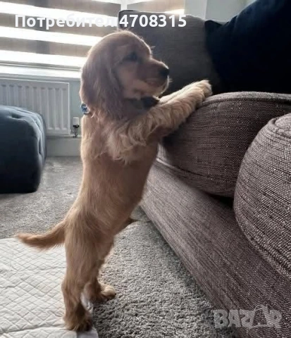 Кокер шпаньол карамел момченце ваксина