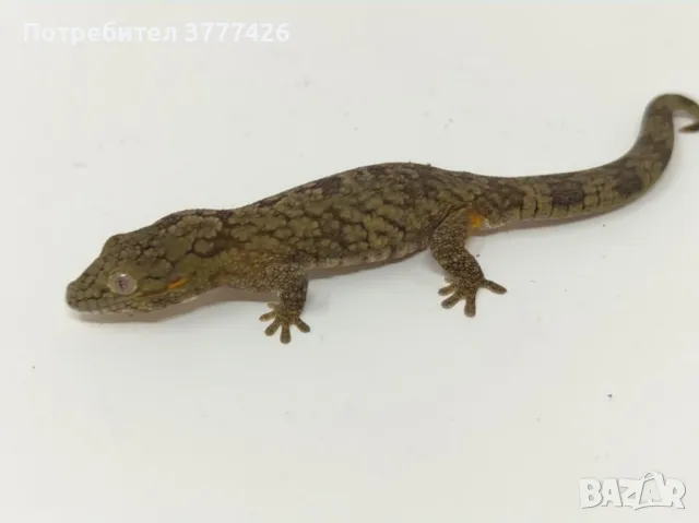 Хамелеоноя Гекон