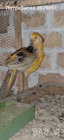 Продавам фазани и кеклици, снимка 1