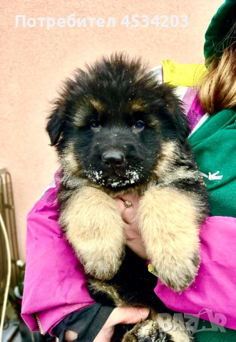 немска овчарка / НОК, снимка 10 - Немска овчарка - 51033011
