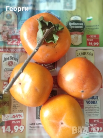 Продавам райска ябълка , снимка 2 - Градински цветя и растения - 52114660