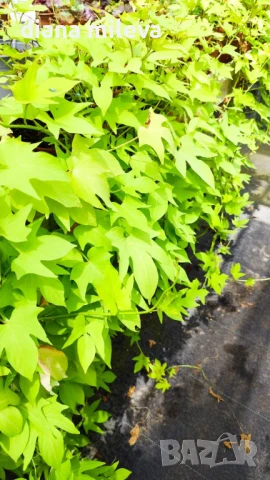 Ипомея Батат, два различни зелени сорта!, снимка 16 - Градински цветя и растения - 51230396