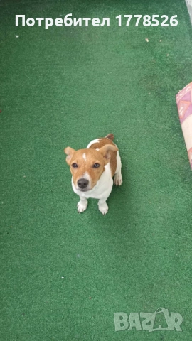 Джак Ръсел Териер, снимка 6 - Джак ръсел териер - 51953290