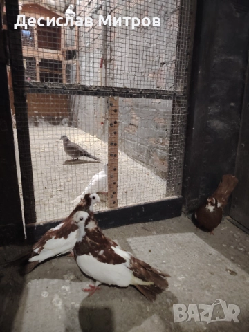 Гълъби, двукачулати, чилики, акмани, зеброви амадини и гугутки, снимка 3 - Гълъби - 52579442