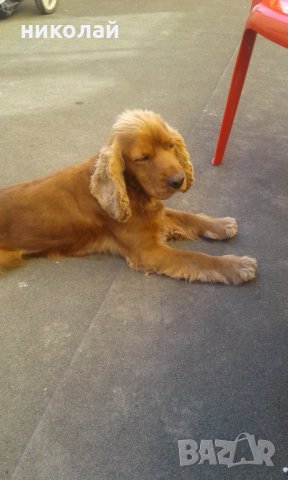 Мъжки кокер шпаньол за разплод, снимка 5 - Кокер шпаньол - 33937114