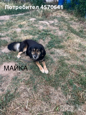 Подарявам малки кученца Епаньол Бретон , снимка 5 - Други - 51468131