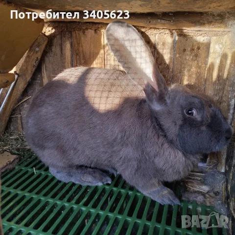 мъжки зайци великани , снимка 6 - Други - 55946639