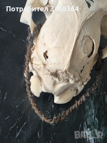 Конски череп за декорация - ръчно рисуван, снимка 4 - Декорация за дома - 51777796