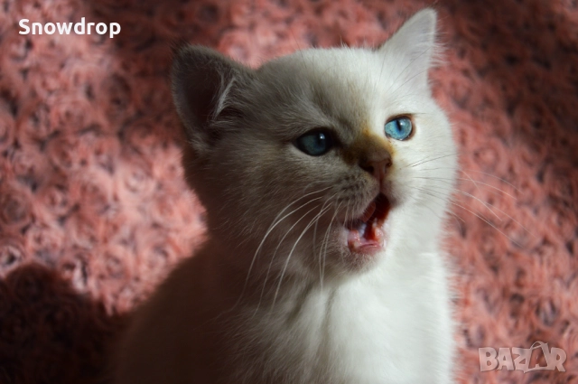 Сребърни чинчили, снимка 5 - Британска късокосместа - 52676106