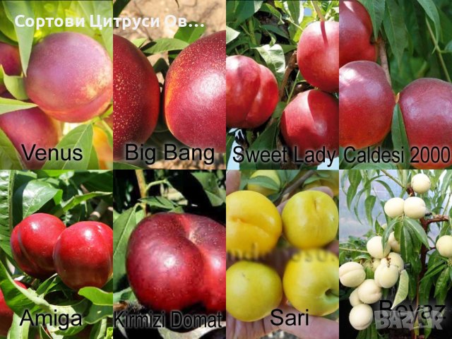 Нектарини Сортове, снимка 1