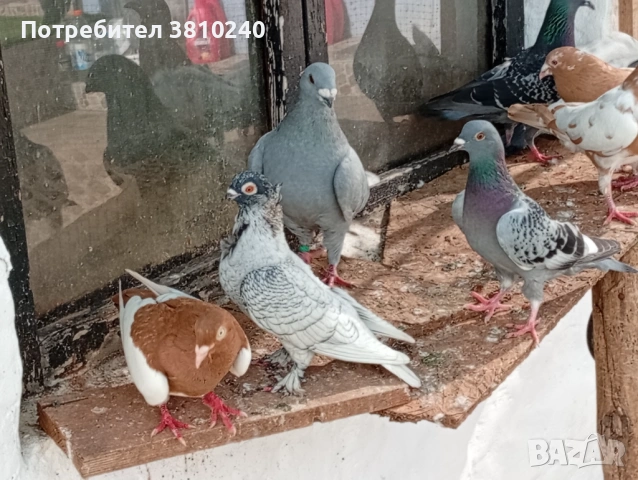 Блондинети , стандартни ардезио пощенски гълъби и още