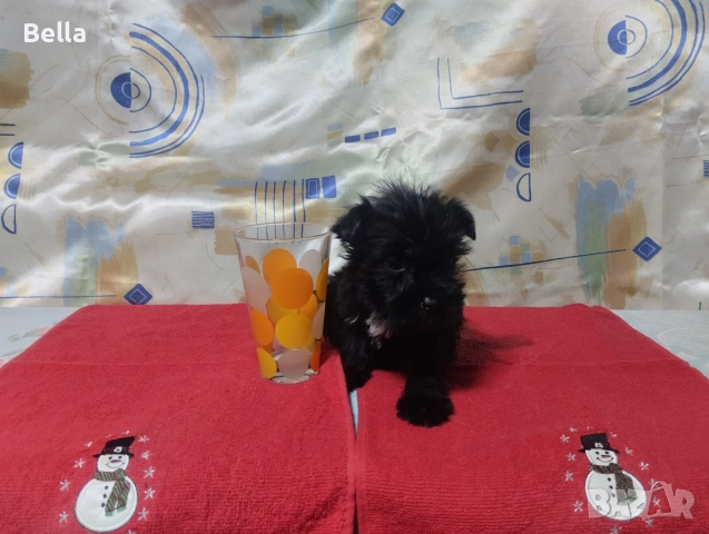 Мини Цверк шнауцер , снимка 2 - Други - 52958340