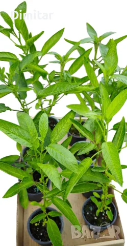 Разсад ПЕПИНО Пъпешово дърво . Сорт (Solanum Muricatum) ▪️Развива се много бързо , снимка 6 - Разсади - 55729736