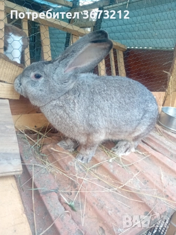 Продавам мъжки заек , снимка 2 - Други животни - 51895735