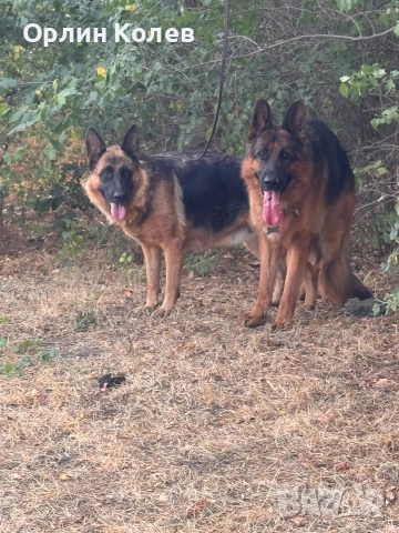 Развъдник за немски овчарки , снимка 4 - Немска овчарка - 52810945
