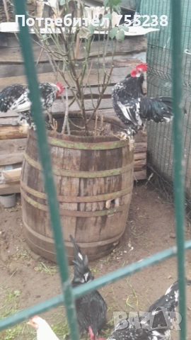 Продавам или заменям Петли , снимка 5 - За птици - 53296058