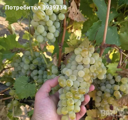 Продавам винени сортове грозде - бяло и черно , снимка 3 - Други - 56487703