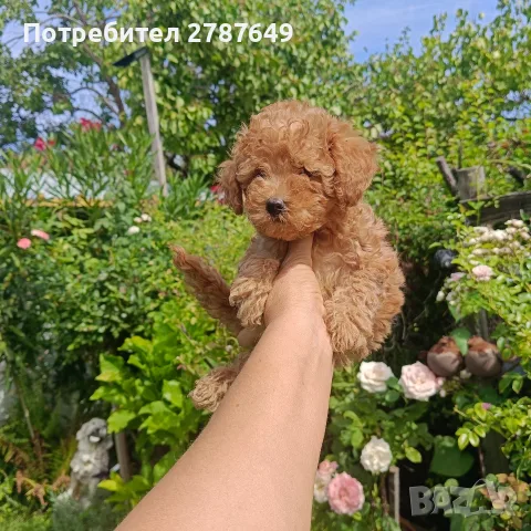 Той пудел ❤️ момиче, снимка 5 - Пудели - 56083617