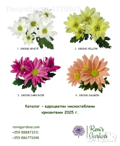 🌸🌹🌿 Едроцветна, нискостеблена, студоустойчива хризантема:, снимка 3 - Градински цветя и растения - 51281031